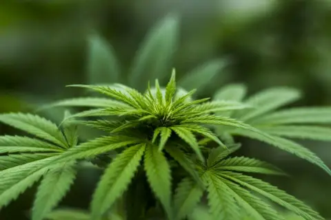 CME Group将大麻定价数据纳入DataMine平台