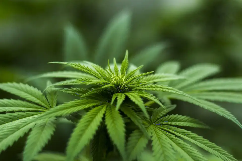 CME Group将大麻定价数据纳入DataMine平台