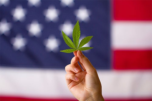 目前为止,许多大麻股出现飙升