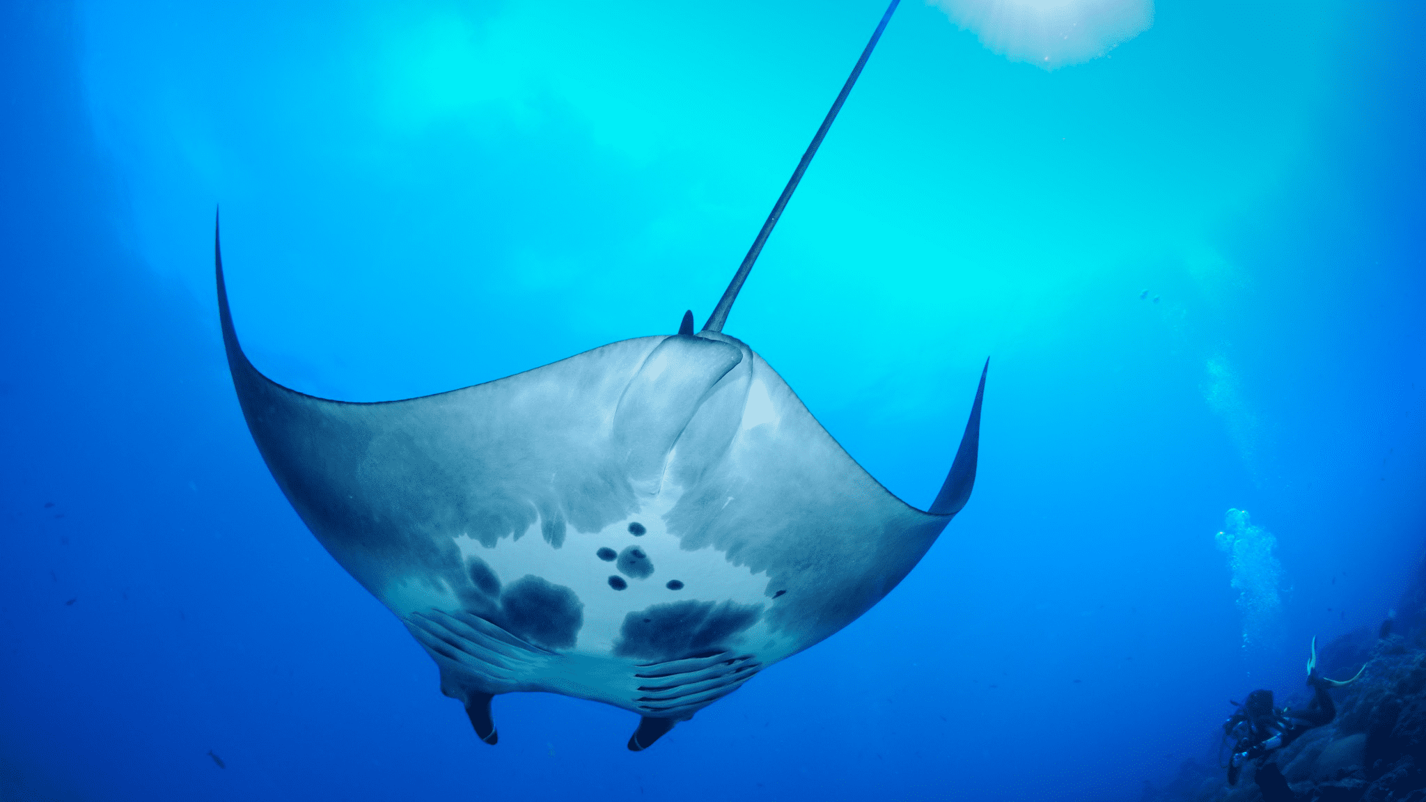 波卡隐私保护项目Manta Network完成 110 万美元种子轮融资
