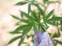成为下一个游戏驿站(GME.US)?Tilray(TLRY.US)CEO:欢迎散户投资者买入