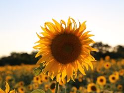 叮咚买菜(DDL.US)更新招股书:拟发行1400万股ADS,每ADS价格为23.5-25.5美元