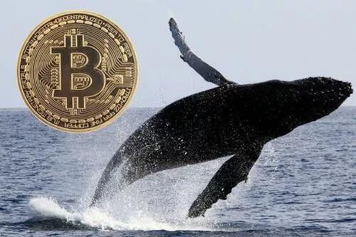 带你了解手握51万BTC的典型比特币巨鲸:灰度投资公司