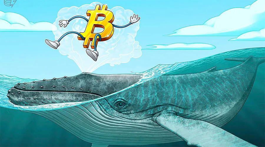 分析师称不断增长的比特币巨鲸流入提高了BTC修正的几率