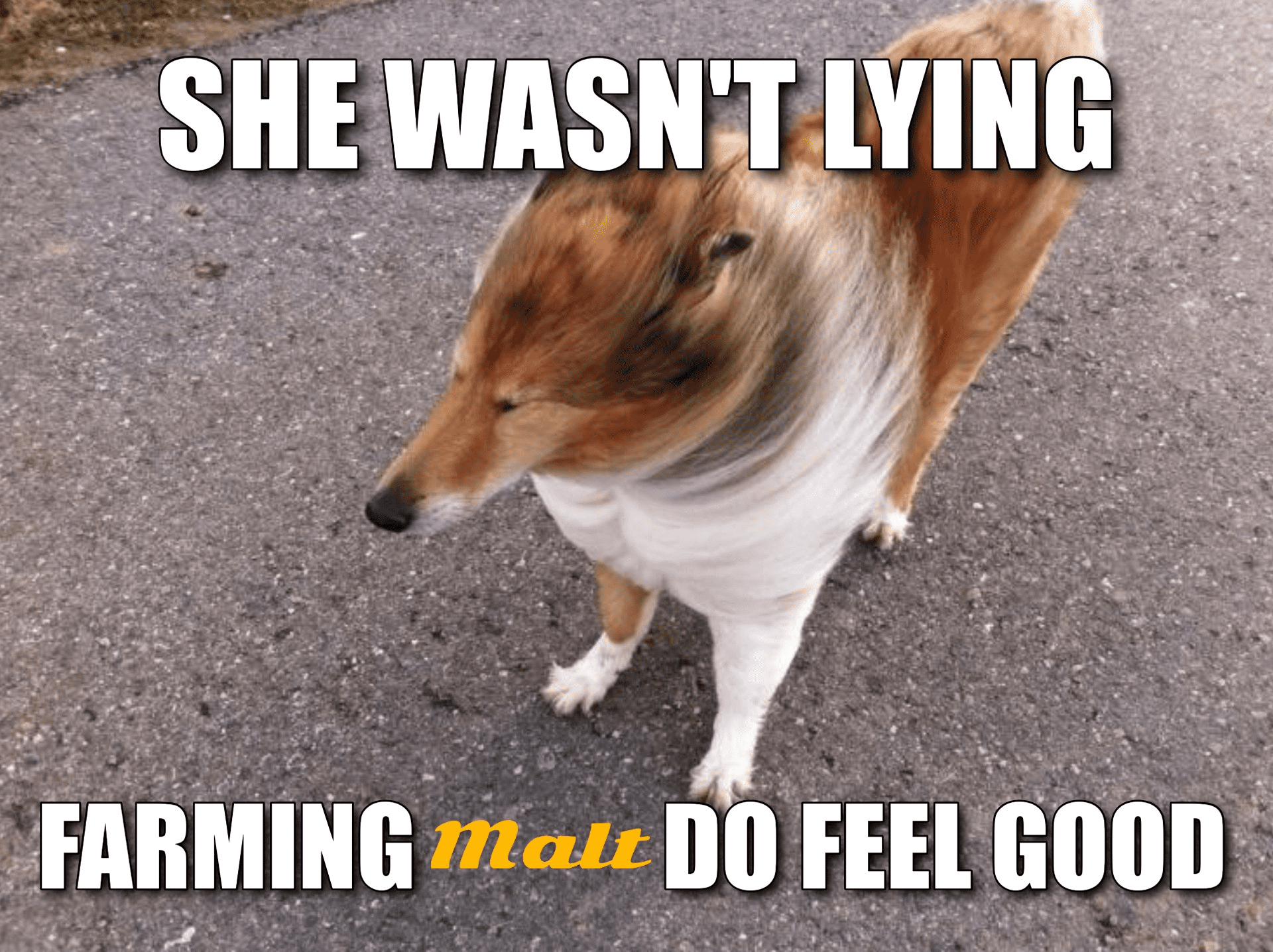 一文了解新型算法稳定币Malt
