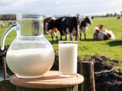 汇丰研究:维持蒙牛乳业(02319)“买入”评级 目标价升9.4%至60港元