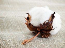 花旗:予申洲国际(02313)“买入”评级 目标价降6%至188港元