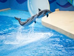 海昌海洋公園(02255)反彈逾7% 此前宣布出售多個主題公園股權 涉資65.3億元